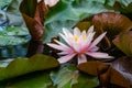 Pink water lily or lotus flower Marliacea Rosea in garden pond. Close-up of Nymphaea on dark green and purple leaves Royalty Free Stock Photo