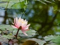 Pink water lily or lotus flower Marliacea Rosea in garden pond. Close-up of Nymphaea with water drops Royalty Free Stock Photo