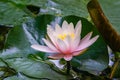 Pink water lily or lotus flower Marliacea Rosea in garden pond. Close-up of Nymphaea with water drops on blurry green water Royalty Free Stock Photo