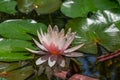 Pink water lily or lotus flower Marliacea Rosea in garden pond. Close-up of Nymphaea with water drops on blurry green water. Royalty Free Stock Photo
