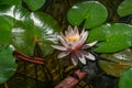 Pink water lily or lotus flower Marliacea Rosea in garden pond. Close-up of Nymphaea with water drops on blurry green water. Royalty Free Stock Photo