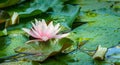 Pink water lily or lotus flower Marliacea Rosea in garden pond. Close-up of Nymphaea with water drops on blurry green water Royalty Free Stock Photo