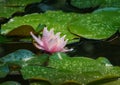 Pink water lily or lotus flower Marliacea Rosea in garden pond. Close-up of Nymphaea with water drops on blurry green water Royalty Free Stock Photo