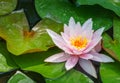 Pink water lily or lotus flower Marliacea Rosea in garden pond. Close-up of Nymphaea with water drops on blurry green water. Royalty Free Stock Photo