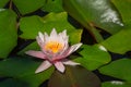 Pink water lily or lotus flower Marliacea Rosea in garden pond. Close-up of Nymphaea on green leaves background. Royalty Free Stock Photo