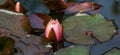 Pink water lily or lotus flower Marliacea Rosea in garden pond. Close-up of Nymphaea with rain drops. First water lily of new seas Royalty Free Stock Photo