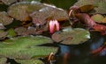 Pink water lily or lotus flower Marliacea Rosea in garden pond. Close-up of Nymphaea with rain drops. First water lily of new seas Royalty Free Stock Photo