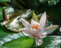 Pink water lily or lotus flower Marliacea Rosea in garden pond. Close-up of Nymphaea with water drops on blurry green water Royalty Free Stock Photo