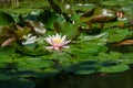 Pink water lily or lotus flower Marliacea Rosea in garden pond. Close-up of Nymphaea with water drops on blurry green water Royalty Free Stock Photo