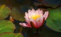 Pink water lily or lotus flower Marliacea Rosea in garden pond. Close-up of Nymphaea with water drops on blurry green water. Royalty Free Stock Photo