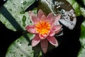 Pink water lily or lotus flower Marliacea Rosea in garden pond. Close-up of Nymphaea with water drops on blurry green water Royalty Free Stock Photo