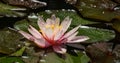 Pink water lily or lotus flower Marliacea Rosea with water drops after rain. Close-up of Nymphaea in garden pond Royalty Free Stock Photo