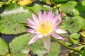 Pink water or lotus flower in natural water pool Royalty Free Stock Photo