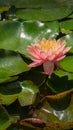 Pink water lily or lotus flower Perry`s Orange Sunset in garden pond. Close-up of Nymphaea above bright green leaves Royalty Free Stock Photo