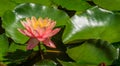 Pink water lily or lotus flower Perry`s Orange Sunset in garden pond. Close-up of Nymphaea above bright green leaves Royalty Free Stock Photo