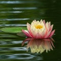 Pink water lily or lotus flower Perry`s Orange Sunset in garden pond. Close-up of Nymphaea with water drops reflected in green wat