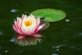 Pink water lily or lotus flower Perry`s Orange Sunset in garden pond. Close-up of Nymphaea with water drops reflected in green wat