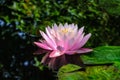 Pink water lily or lotus flower in the pond. Nymphaea Perrys Orange Sunset with soft blurred background. Green leaves and blue sky Royalty Free Stock Photo