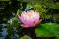 Pink water lily or lotus flower in the pond. Nymphaea Perrys Orange Sunset with soft blurred background Royalty Free Stock Photo