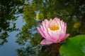 Pink water lily or lotus flower in the pond. Nymphaea Perrys Orange Sunset with soft blurred background. Green leaves Royalty Free Stock Photo