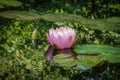 Pink water lily or lotus flower in the pond. Nymphaea Perrys Orange Sunset with soft blurred background of green leaves, reflected Royalty Free Stock Photo