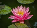 Pink water lily or lotus flower with spotty leaves against the background of greenery pond. Petals Nimfeae Perry`s Orange Sunset Royalty Free Stock Photo