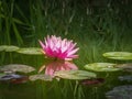 Pink water lily or lotus flower with spotty leaves against the background of greenery pond. Petals Nymphaea Perry`s Orange Sunset Royalty Free Stock Photo