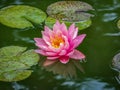 Pink water lily or lotus flower with spotty leaves against the background of greenery pond. Petals NymphaeaPerry`s Orange Sunset Royalty Free Stock Photo