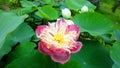 Pink water lily with lotus leaf on pond Royalty Free Stock Photo