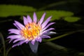 Pink water lily with lotus leaf on pond Royalty Free Stock Photo