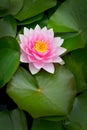 Pink water lily lotus leaves