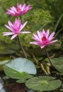 Pink Water Lily, Pink Lotus, Nymphaea pubescens. Royalty Free Stock Photo