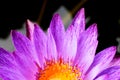 Pink water lily with macro close up backgrounds texture Royalty Free Stock Photo