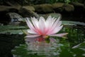 Pink water lily Marliacea Rosea or lotus flower on the background of green leaves and old stones, black water of pond Royalty Free Stock Photo