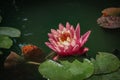 Pink water lily Marliacea Rosea or lotus flower with delicate petals in a pond with background of green leaves. Royalty Free Stock Photo