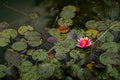 Pink water lily in the natural pond. Beautiful Lotus Flower is blooming with leafs Royalty Free Stock Photo