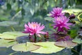 Pink water lily, Nimphaea