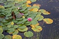 Pink water lily nymphaea