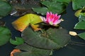 Pink water lily Nymphaea flower in in garden pond during autumn season with green and yellow leaves around Royalty Free Stock Photo