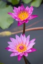 pink water lily Nymphaea Masaniello among green leaves Royalty Free Stock Photo