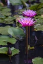 pink water lily Nymphaea Masaniello among green leaves Royalty Free Stock Photo