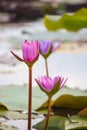 pink water lily Nymphaea Masaniello among green leaves Royalty Free Stock Photo