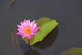 pink water lily Nymphaea Masaniello among green leaves Royalty Free Stock Photo