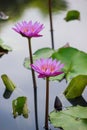 pink water lily Nymphaea Masaniello among green leaves Royalty Free Stock Photo