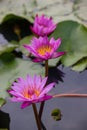 pink water lily Nymphaea Masaniello among green leaves Royalty Free Stock Photo