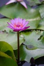 pink water lily Nymphaea Masaniello among green leaves Royalty Free Stock Photo