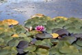 Pink water lily nymphaea in the pond Royalty Free Stock Photo