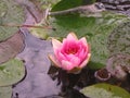 Beautiful pink lily laying on the water