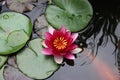 A Pink Water Lily and Pads on a Koi Pond Royalty Free Stock Photo