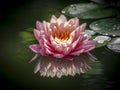 Pink Water lily `Perry`s Orange Sunset` in the pond Royalty Free Stock Photo